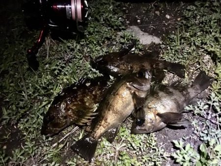 次こそ本気出す！！