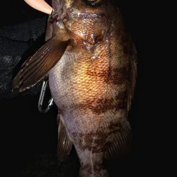 テトラ際のやつ