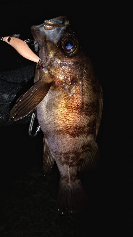 テトラ際のやつ