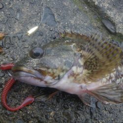 カサゴ釣り