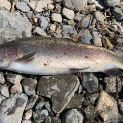 芥川マス釣り場