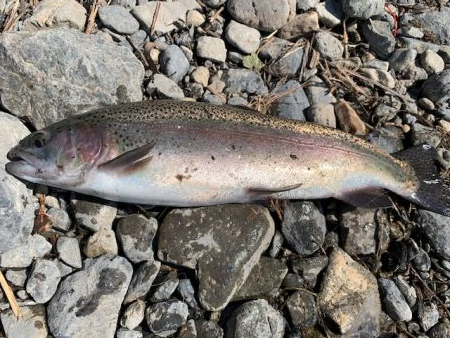 芥川マス釣り場