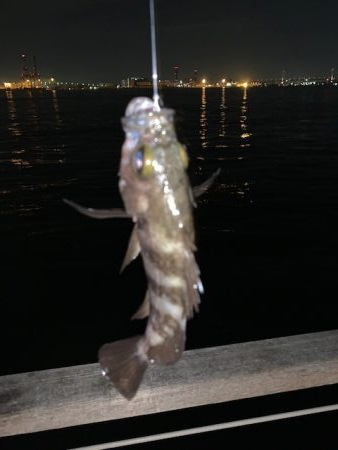 メバル　ツ抜け