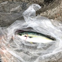 真昼間の陸からでも釣れました。