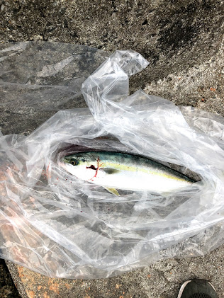 真昼間の陸からでも釣れました。