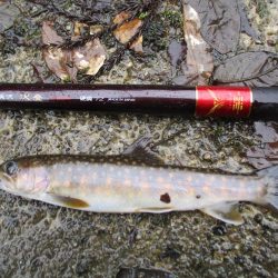 渓流釣り解禁後の初釣行