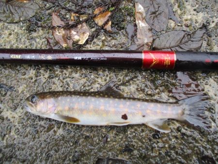 渓流釣り解禁後の初釣行