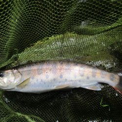 千代川支流の渓谷にて