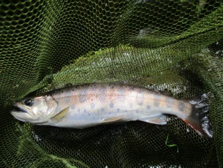 千代川支流の渓谷にて