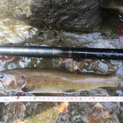今年初の尺岩魚が釣れました
