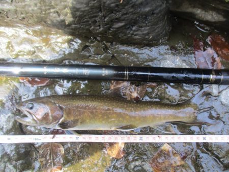 今年初の尺岩魚が釣れました