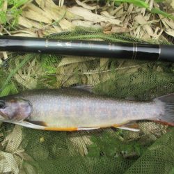 地元の渓谷にて、尺手前の岩魚