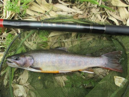 地元の渓谷にて、尺手前の岩魚