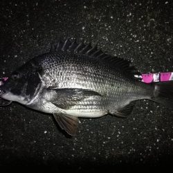 南港へち釣行 (2020/03/01 南港ヘチ釣り 真チヌ(48cm)ガシラ(21cm) 釣果有り)