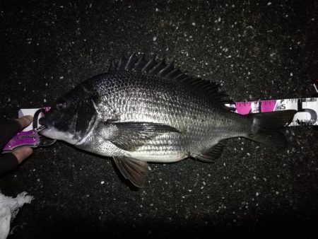 南港へち釣行 （2020/03/01 南港…