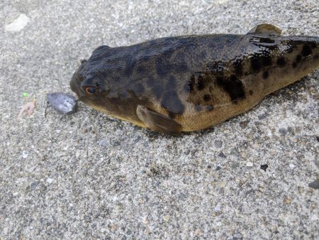 初めての小島漁港 快晴