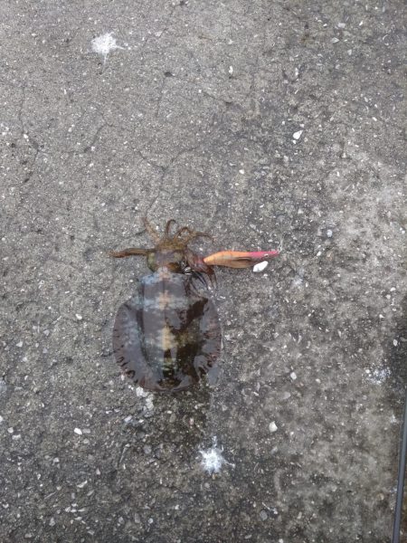 小雨でシャクりたく御座候(笑)