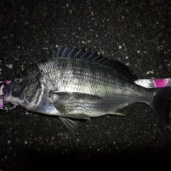 南港へち釣行 (2020/03/02 南港ヘチ釣り 真チヌ(43.5cm)ガシラ 釣果有り)