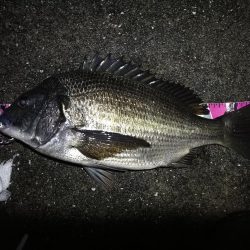 南港へち釣行 （2020/03/08 南港ヘチ釣り　真チヌ（46.5cm）ガシラ 釣果有り）