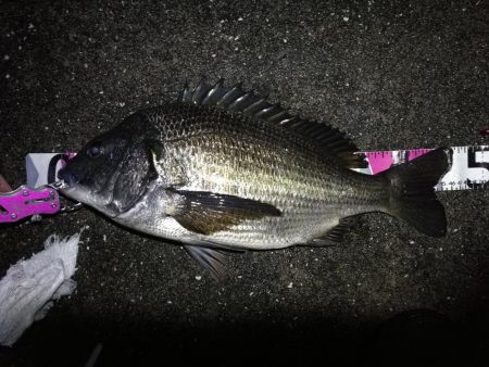 南港へち釣行 （2020/03/08 南港…