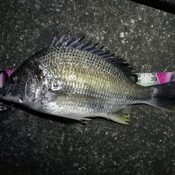 南港へち釣行 （2020/03/07 南港ヘチ釣り　キビレチヌ（44cm）ガシラ 釣果有り）