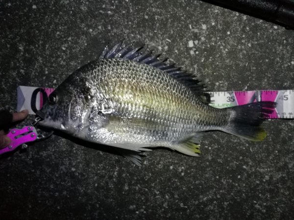 南港へち釣行 （2020/03/07 南港ヘチ釣り　キビレチヌ（44cm）ガシラ 釣果有り）