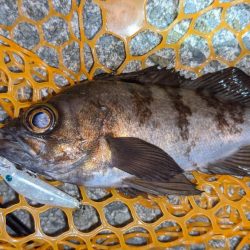 プラグでメバル