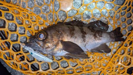 プラグでメバル