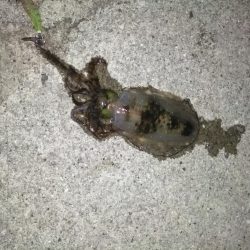 高プレッシャーでの一杯