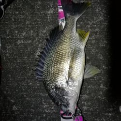 南港へち釣行 （2020/03/13 南港ヘチ釣り　キビレチヌ（45.5cm）真チヌ（30.5cm） 釣果有り）