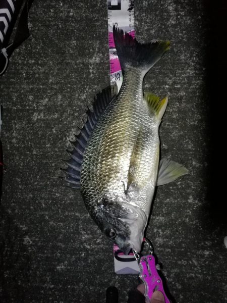 南港へち釣行 （2020/03/13 南港…