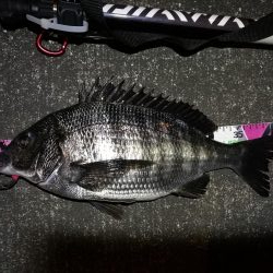 南港へち釣行 (2020/03/14 南港ヘチ釣り 真チヌ(43cm)タケノコメバル、ガシラ 釣果有り)