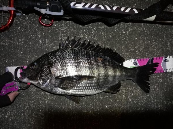 南港へち釣行 （2020/03/14 南港…