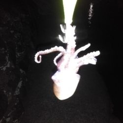 初春のキロアップ