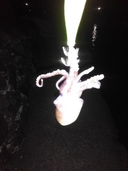 初春のキロアップ