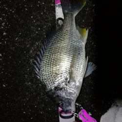 南港へち釣行 (2020/03/15 南港ヘチ釣り キビレチヌ(40cm)ガシラ 釣果有り)