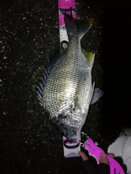 南港へち釣行 （2020/03/15 南港…