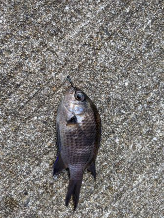 北側外向き　スズメダイの入れ食い