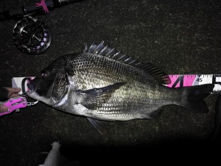 南港へち釣行 （2020/03/16 南港…