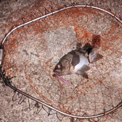 めっちゃ引きます