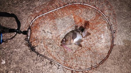 めっちゃ引きます