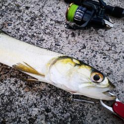 レディフィッシュ釣れました