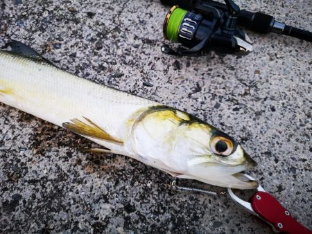 レディフィッシュ釣れました