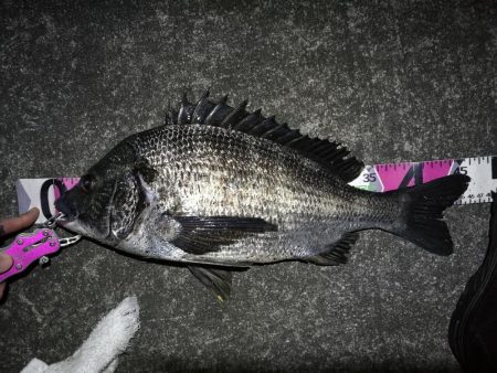 南港へち釣行 （2020/03/20 暴風…