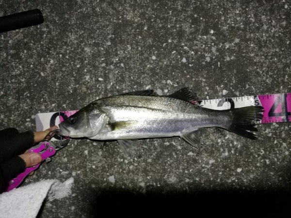 南港へち釣行 （2020/03/21 渋い…