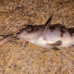 激渋メバルプラッキング