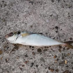 根魚からの中アジ