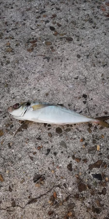 根魚からの中アジ