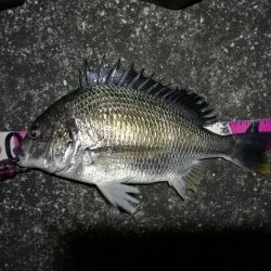 南港へち釣行 (2020/03/22 短時間の南港ヘチ釣り キビレチヌ(35.5cm)シーバス(34cm)釣果有り)