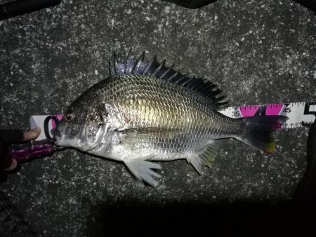 南港へち釣行 （2020/03/22 短時…